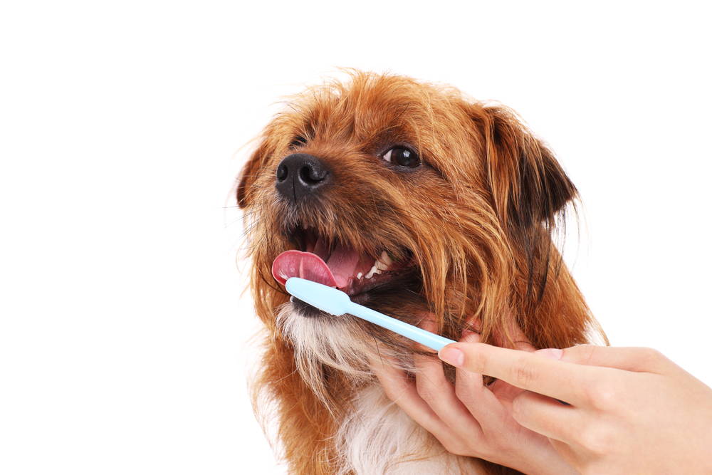 How Often Should You Brush Your Dog s Teeth The Ultimate Guide Vetnique Vetnique Labs